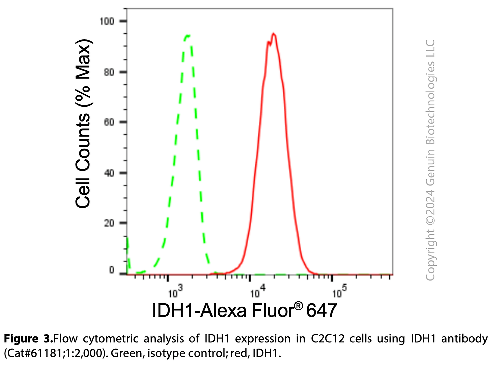 Thumbnail: KD-Validated Anti-IDH1 Rabbit mAb #61181