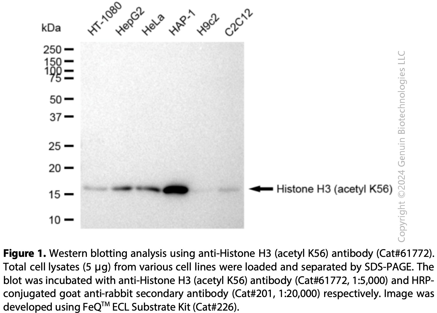 KD-Validated Anti-Histone H3 (Acetyl K56) Rabbit mAb#61772