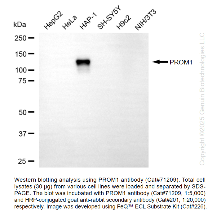 KO-Validated Anti-Prominin Rabbit Monoclonal Ab #71209