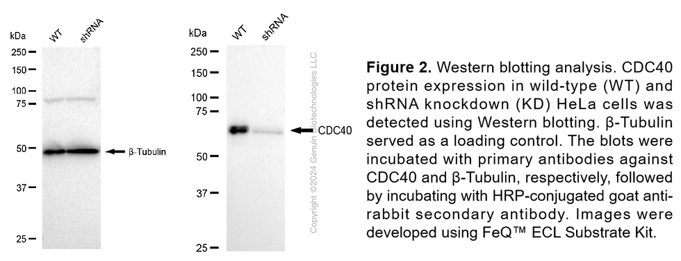 Cdc40 Human CDC40 Knockdown Cell Line (WB-Validated) #C61387 | GenuIN Biotech