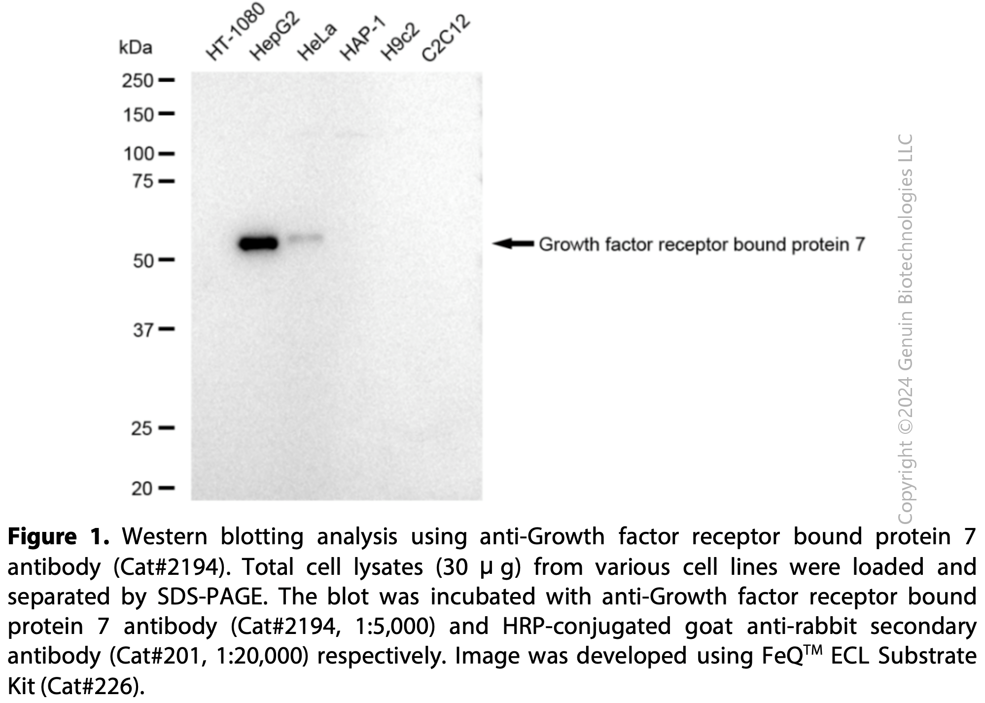 Anti-Growth factor receptor bound protein 7 Rabbit mAb #2194