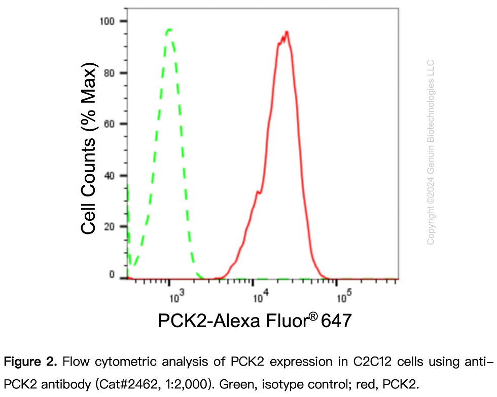 Thumbnail: Anti-PCK2 Rabbit mAb #2462