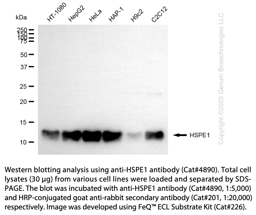 Anti-HSPE1 Rabbit Monoclonal Ab #4890
