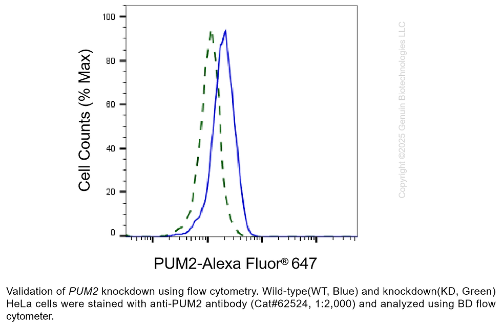 Thumbnail: KD-Validated Anti-PUM2 Rabbit Monoclonal Ab#62524