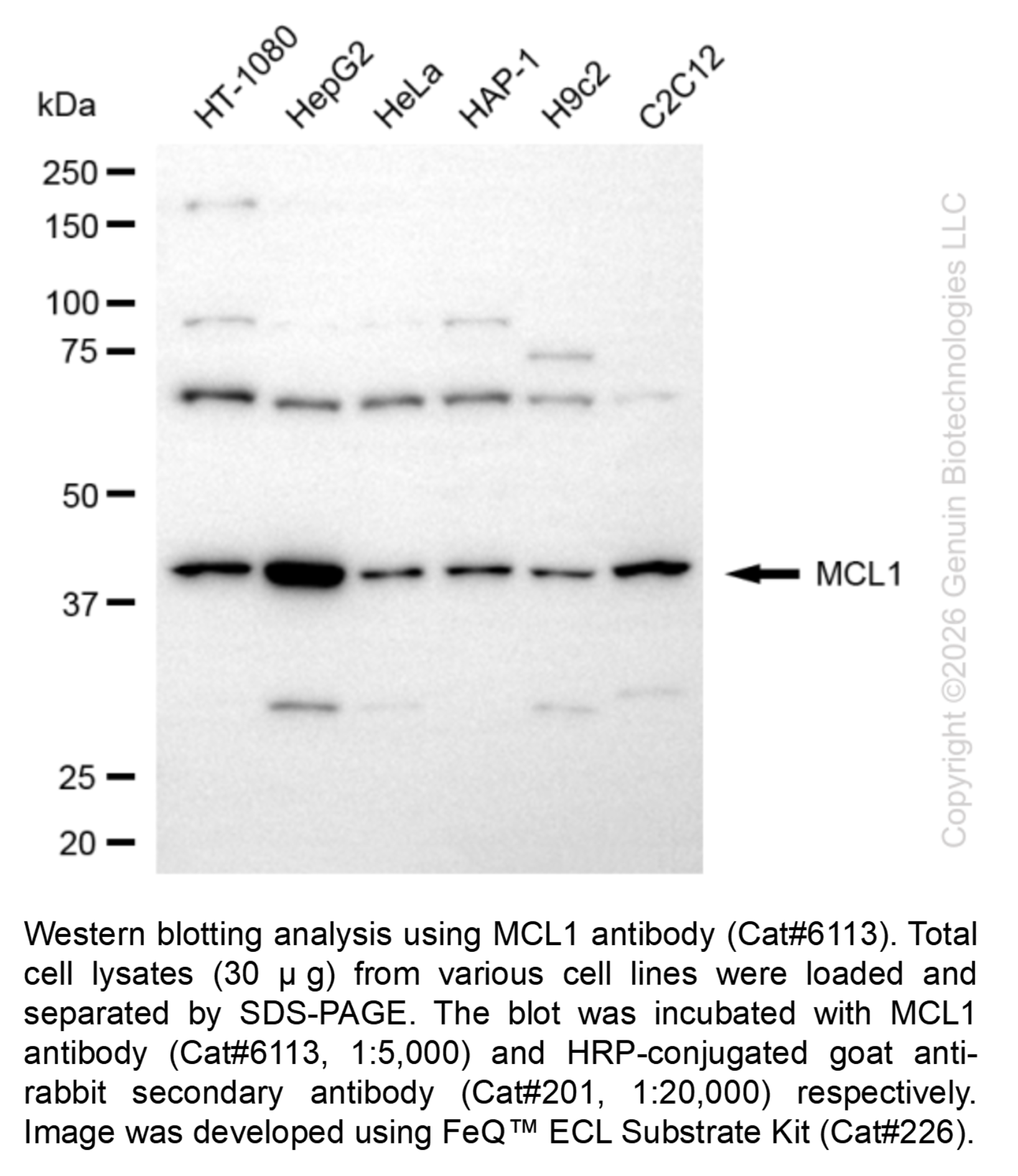 MCL1 Rabbit pAb #6113
