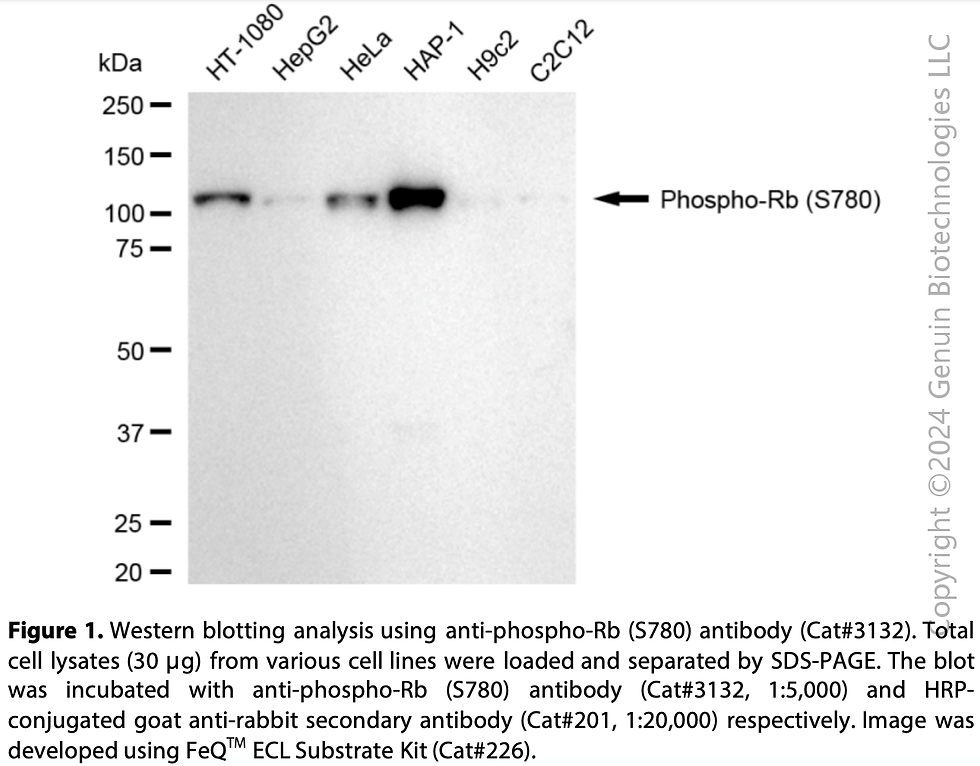 Anti-Phospho-Retinoblastoma (S780) Rabbit mAb #3132