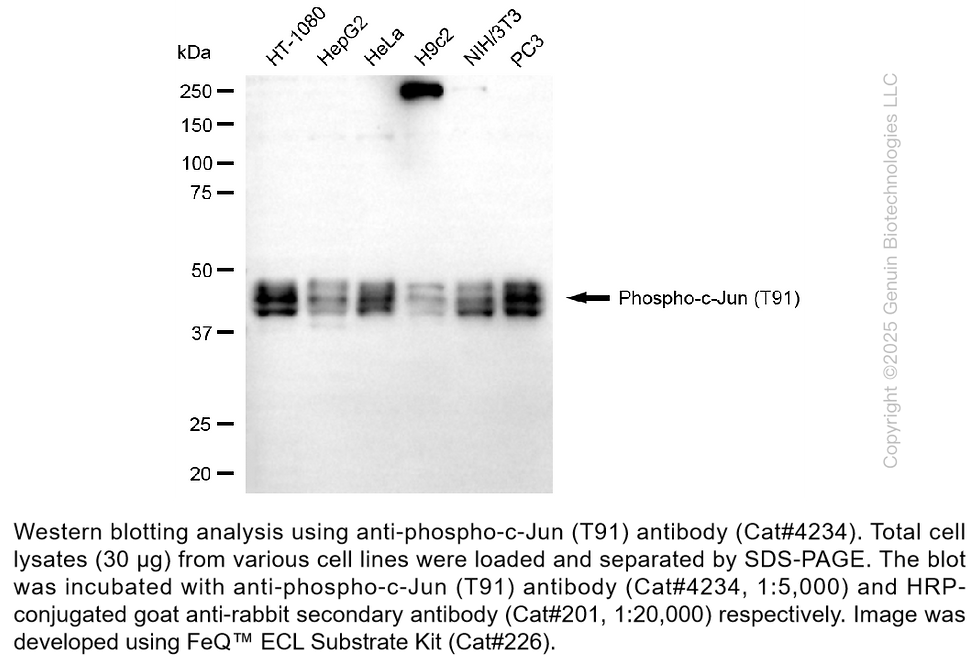 Anti-Phospho-c-Jun (T91) Rabbit Monoclonal Ab #4234