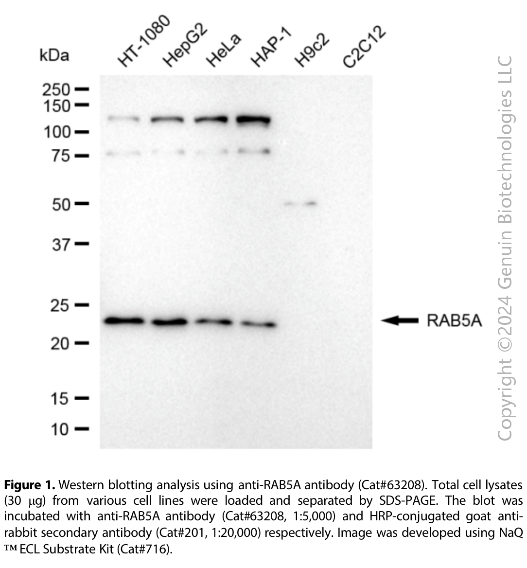 KD-Validated Anti-RAB5A Rabbit Monoclonal Ab#63208