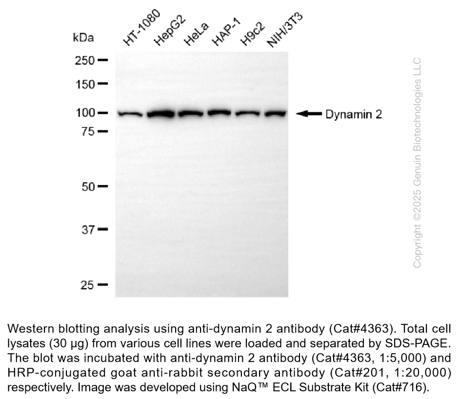 Anti-Dynamin 2 Rabbit Monoclonal Ab #4363