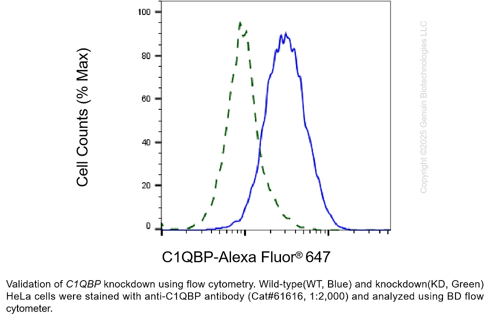 Thumbnail: KD-Validated Anti-C1QBP Rabbit Monoclonal Ab#61616