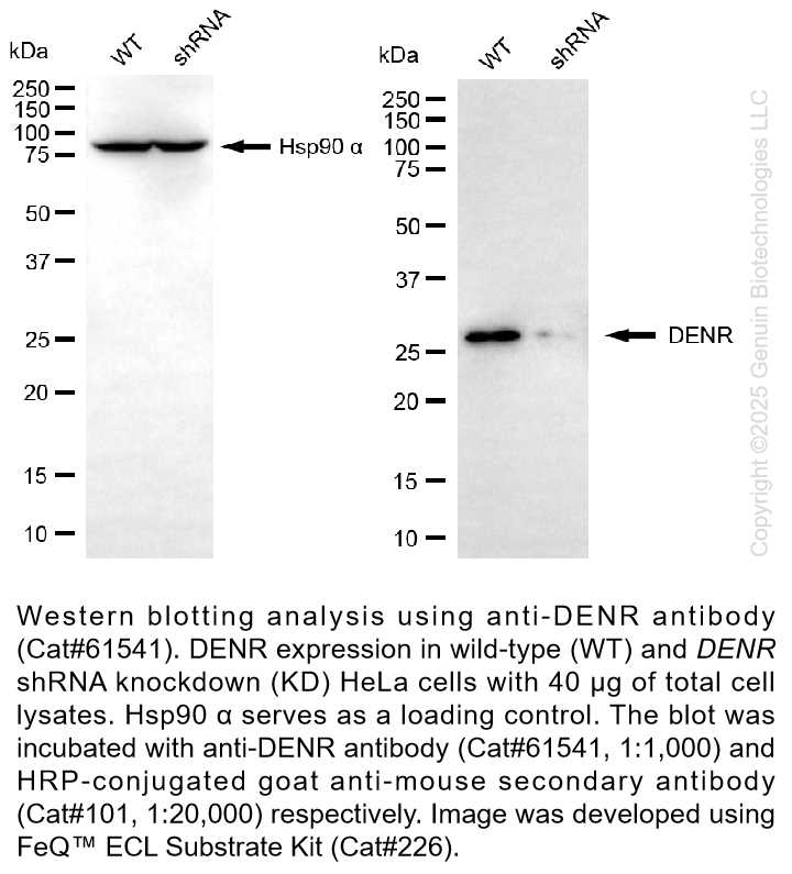 Thumbnail: KD-Validated Anti-DENR Mouse Monoclonal Ab #61541