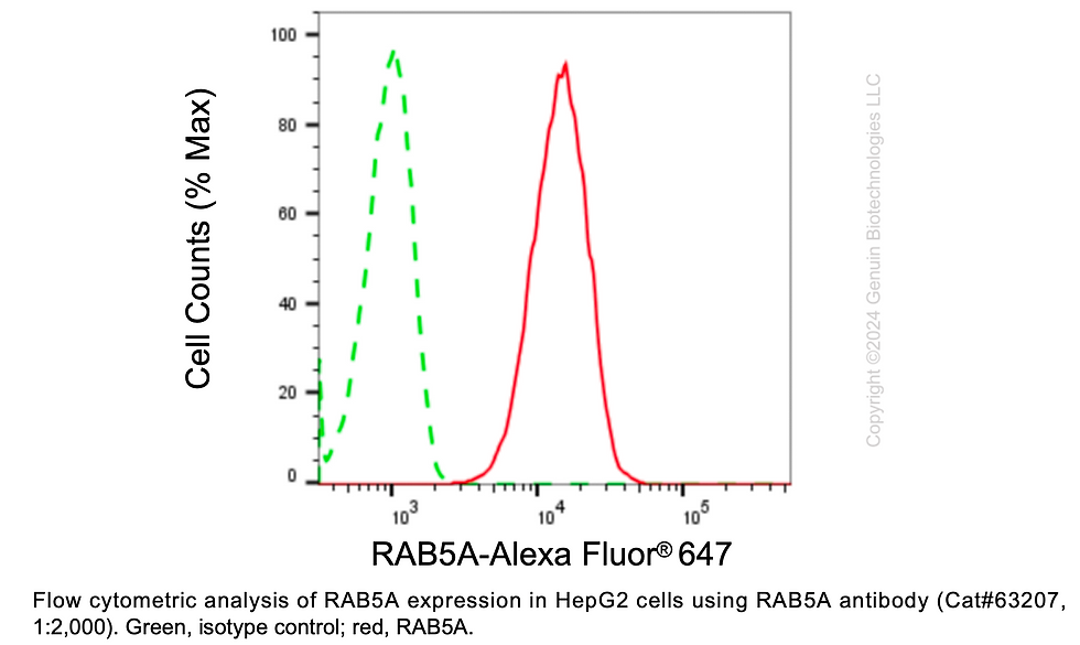 Thumbnail: KD-Validated Anti-RAB5A Rabbit Monoclonal Ab#63207