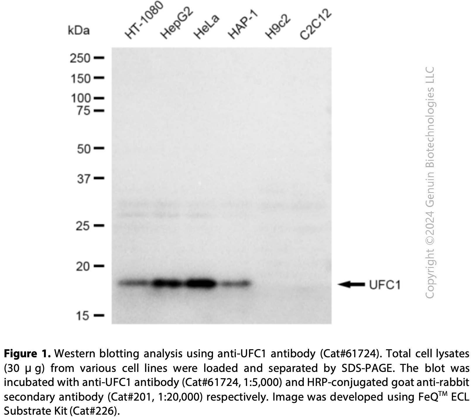 KD-Validated Anti-UFC1 Rabbit Monoclonal Ab#61724
