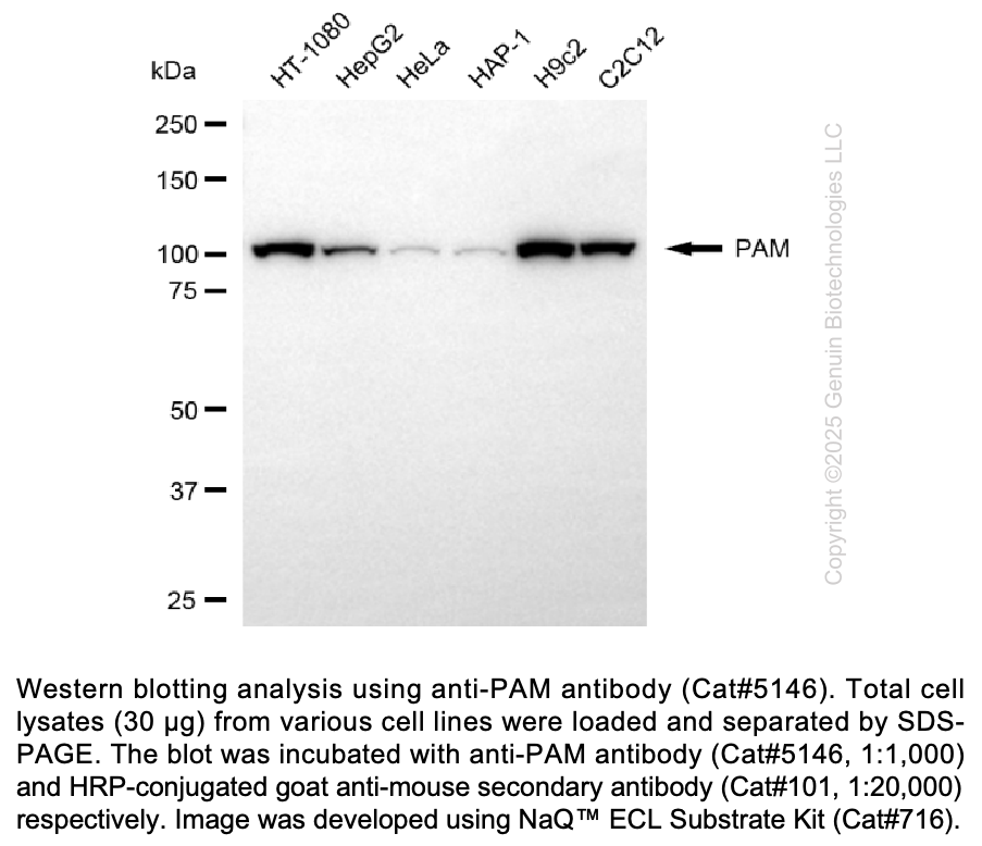 Anti-PAM Mouse Oligoclonal Ab #5146