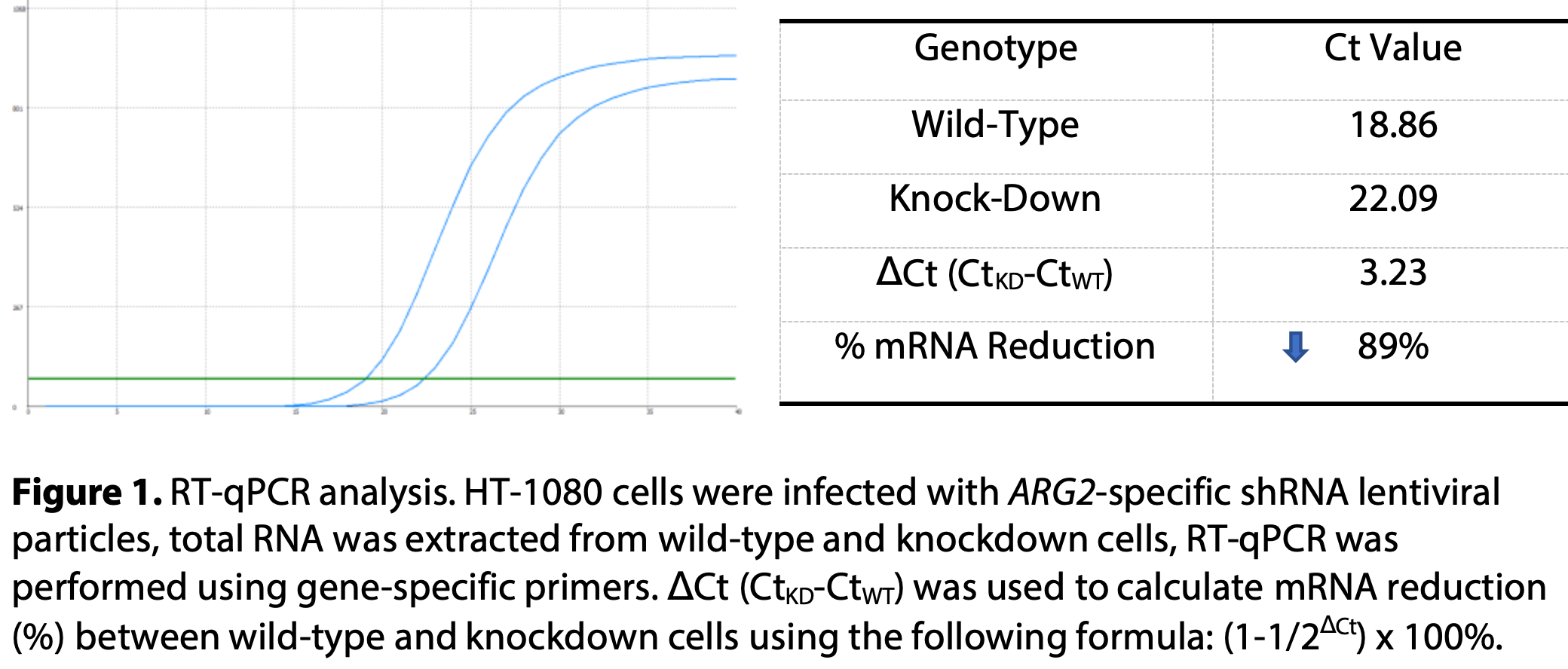 WB-Validated ARG2 Knockdown Cell Lysate Kit#L1632