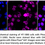 Thumbnail: KD-Validated Anti-Phospho-DNA PKcs (S2056) Rabbit mAb #61165