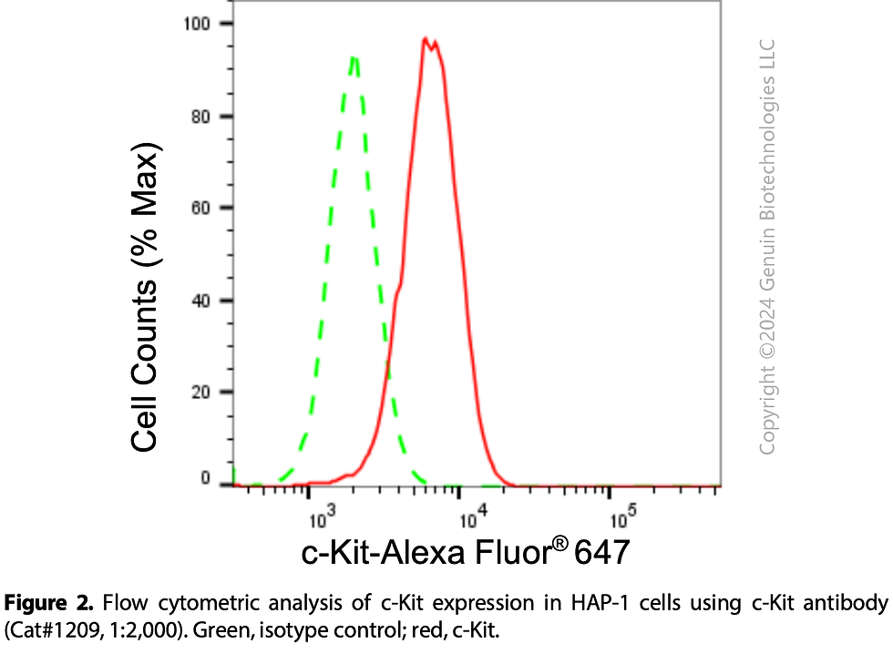 Thumbnail: Anti-c-Kit Rabbit mAb #1209