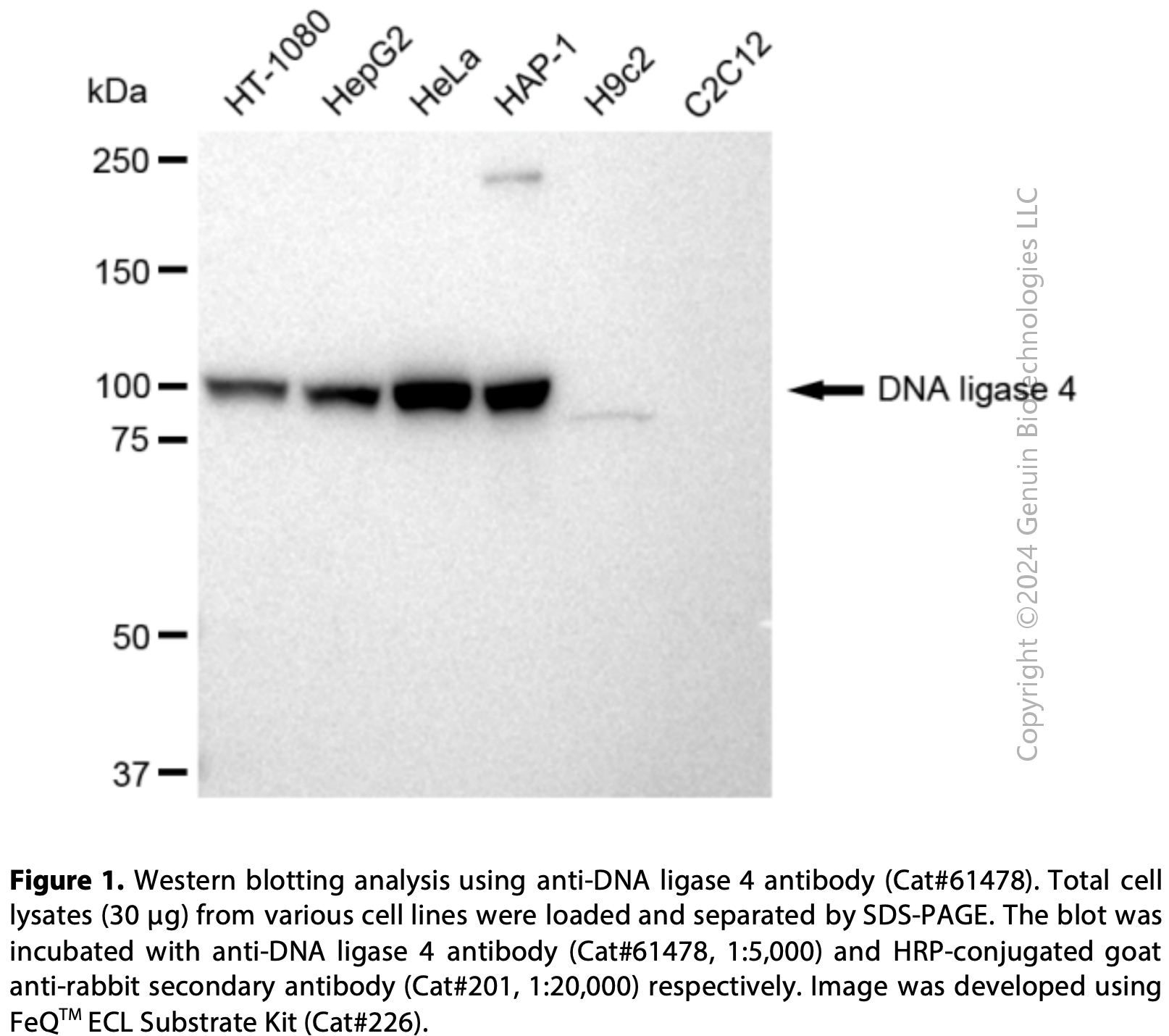 KD-Validated Anti-DNA Ligase 4 Rabbit Monoclonal Ab#61478