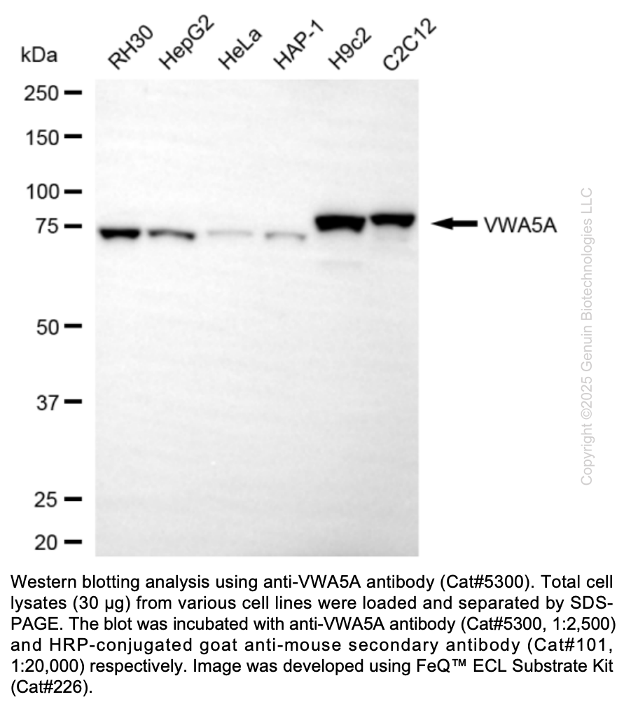 Anti-VWA5A Mouse Oligoclonal Ab #5300