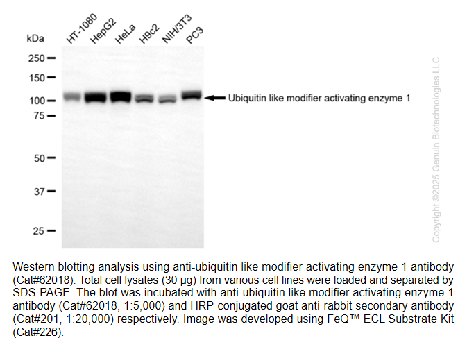 KD-Validated UBA1 Recombinant Rabbit mAb #62018