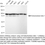 Thumbnail: KD-Validated Anti-Galactosidase Beta 1 Rabbit Monoclonal Ab#62411