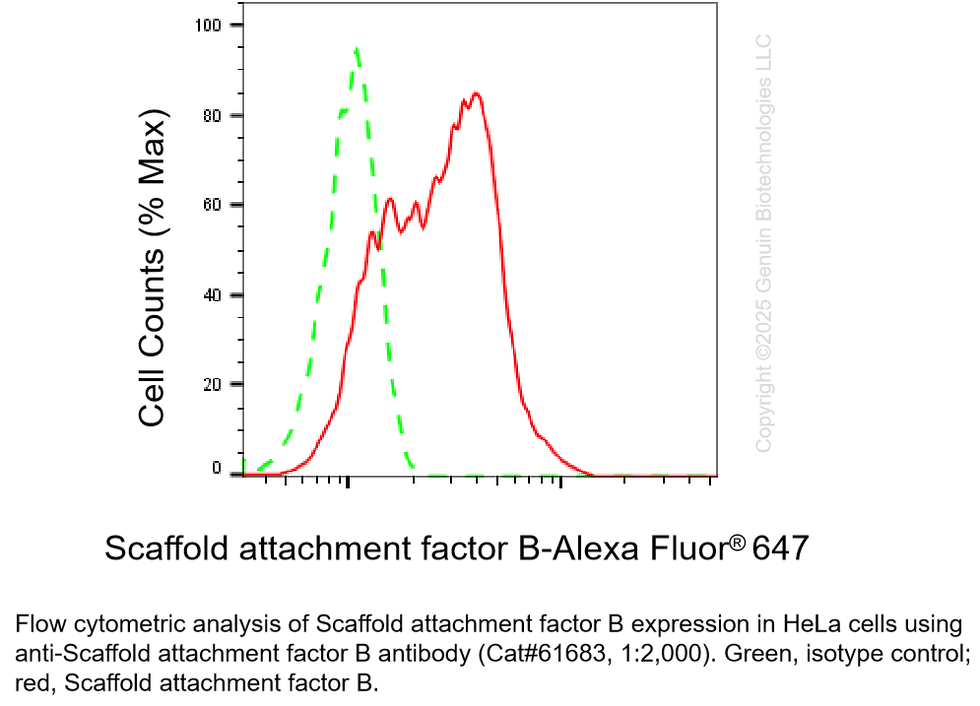 Thumbnail: KD-Validated Anti-Scaffold Attachment Factor B Rabbit mAb #61683