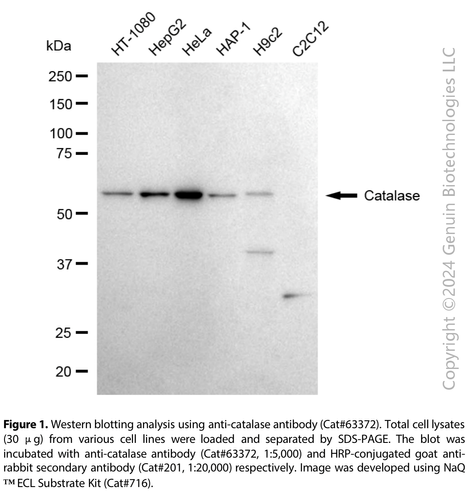 : catalase 60,000 - unique potency and full... KD-Validated Anti-Catalase Rabbit Monoclonal Ab#63372 | GenuIN Biotech