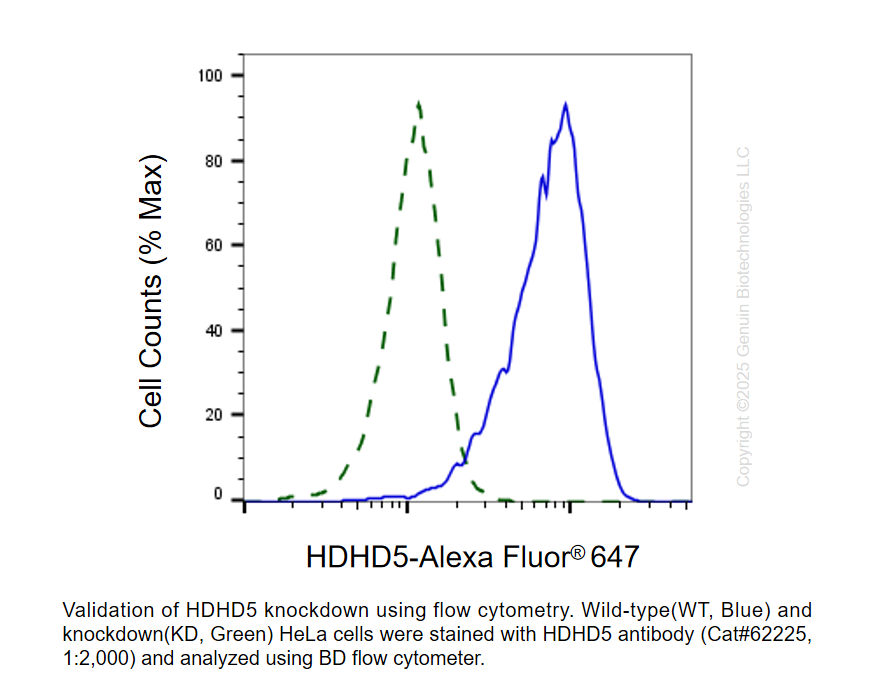 Thumbnail: KD-Validated Anti-HDHD5 Rabbit Monoclonal Ab#62225
