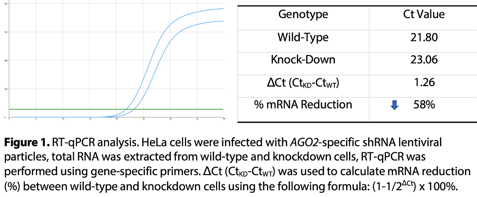 Thumbnail: WB-Validated AGO2 Knockdown Cell Lysate Kit#L67352