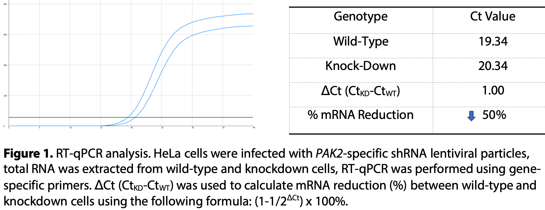 WB-Validated PAK2 Lentiviral shRNA Knockdown Kit #V61303