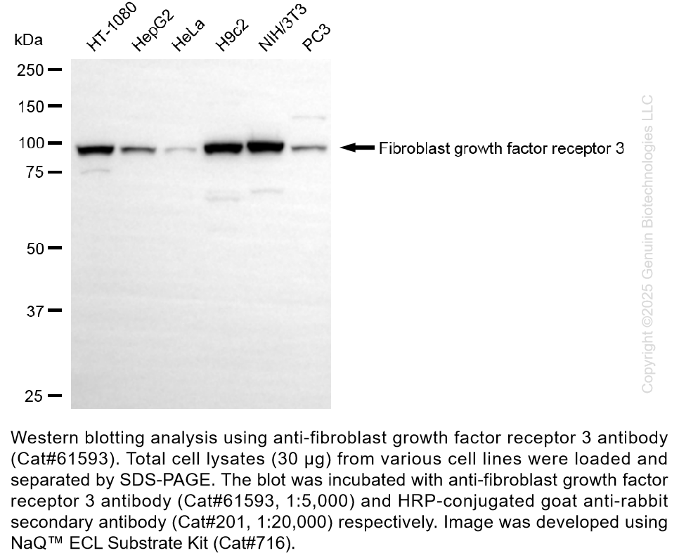 KD-Validated Anti-DDAH1 Rabbit Monoclonal Ab #61603