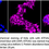 Thumbnail: KD-Validated Anti-ATP2A2 Rabbit Monoclonal Ab#61393