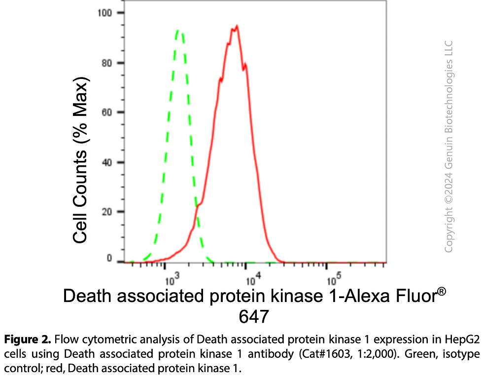 Thumbnail: Anti-Death Associated Protein Kinase 1 Rabbit mAb #1603