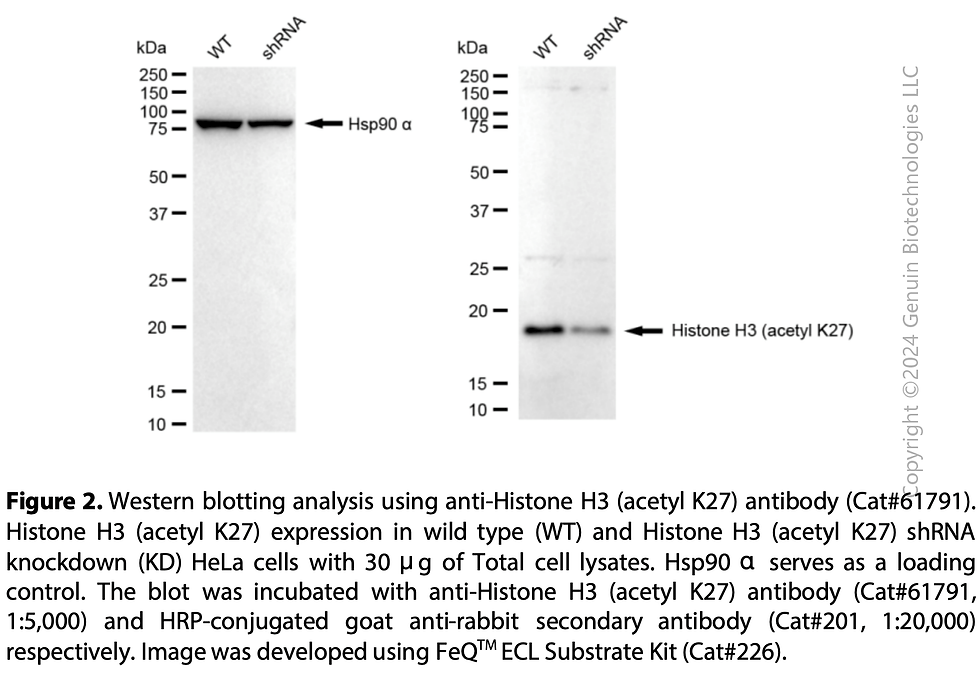 Thumbnail: KD-Validated Anti-Histone H3 (Acetyl K27) Rabbit mAb#61791