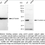 Thumbnail: KD-Validated Anti-G Protein Subunit Alpha Q Rabbit Monoclonal Ab#63616