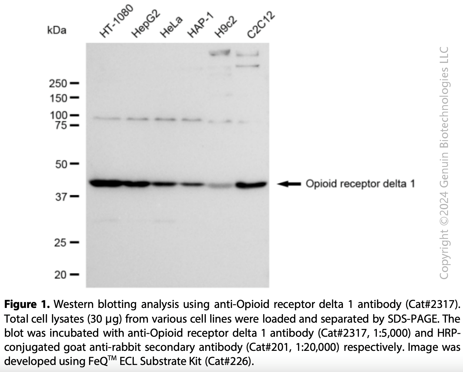 Anti-Opioid Receptor Delta 1 Rabbit mAb #2317