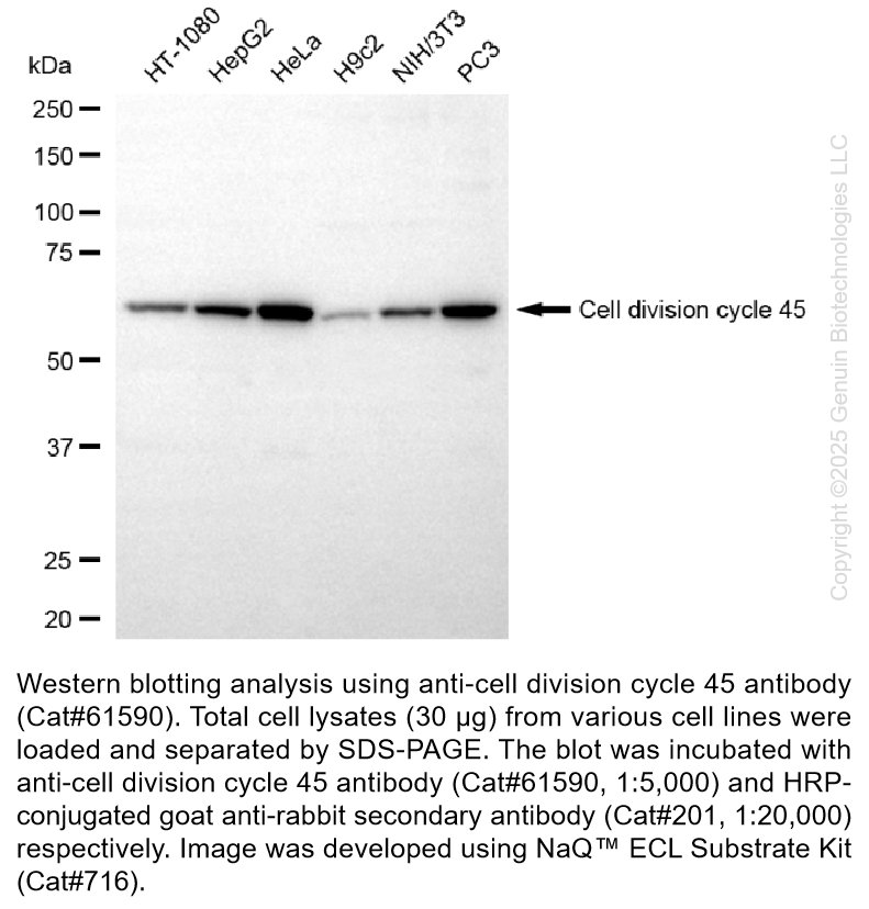 KD-Validated Anti-Cell Division Cycle 45 Rabbit Monoclonal Ab #61590