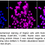 Thumbnail: Anti-Homeodomain interacting protein kinase 2 Rabbit Monoclonal Ab#1263