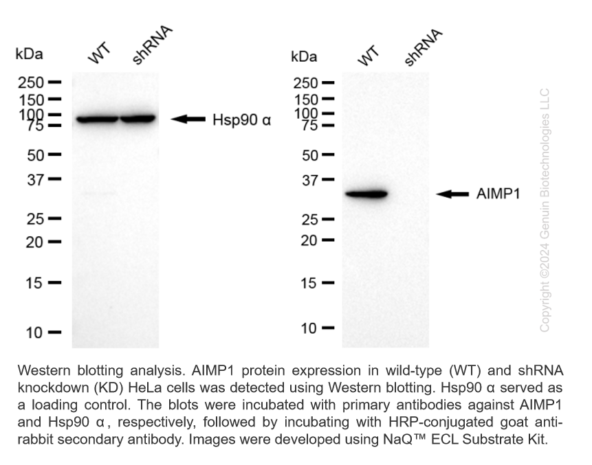 WB-Validated AIMP1 Knockdown Cell Lysate Kit#L63685