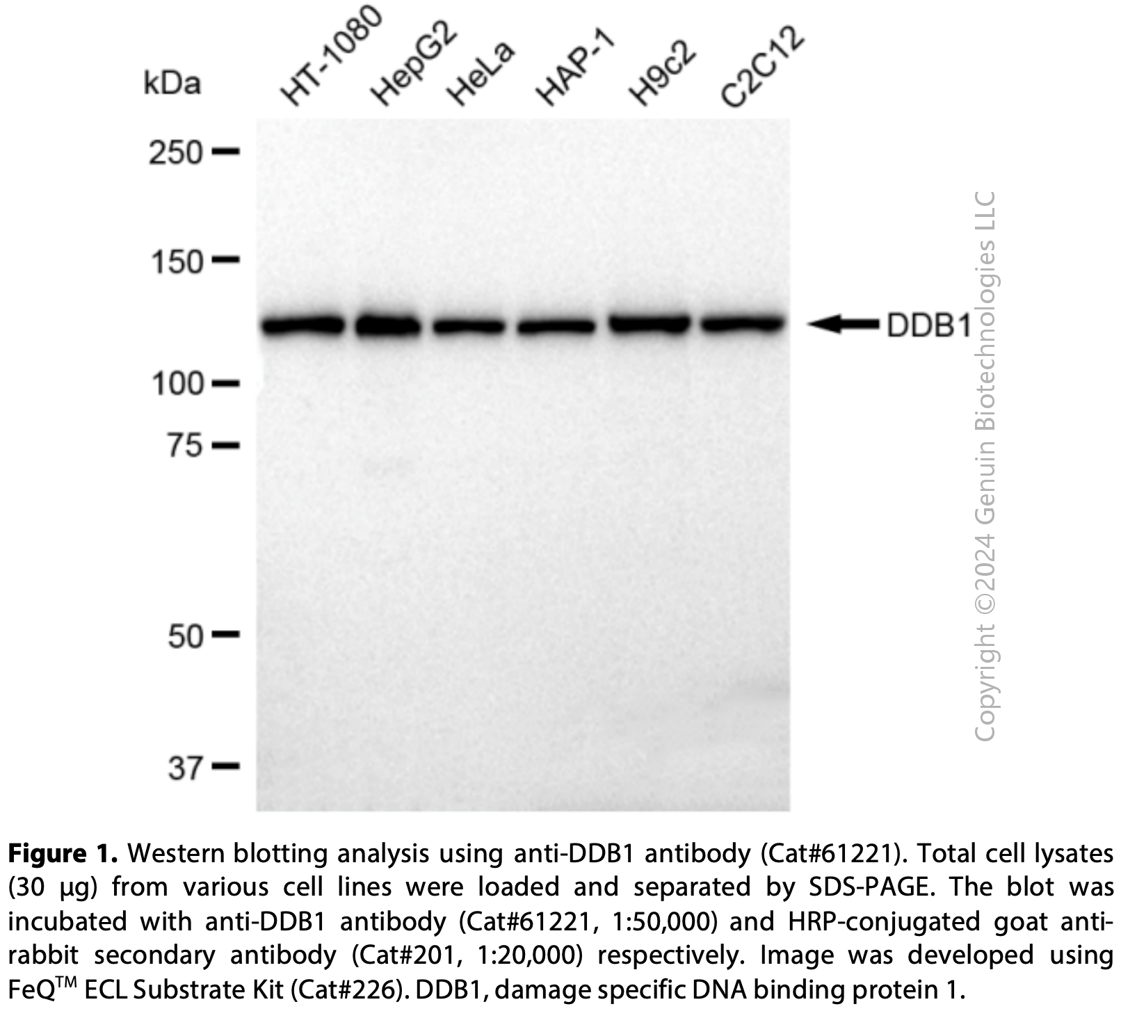 KD-Validated Anti-DDB1 Rabbit mAb #61221