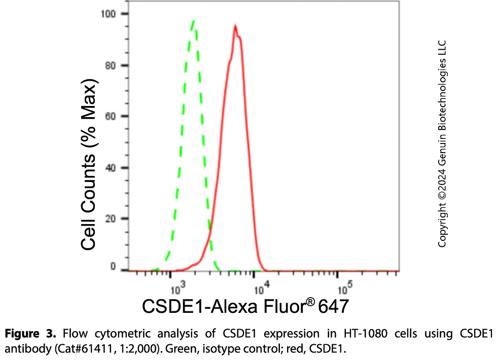 Thumbnail: KD-Validated Anti-CSDE1 Rabbit Monoclonal Ab#61411