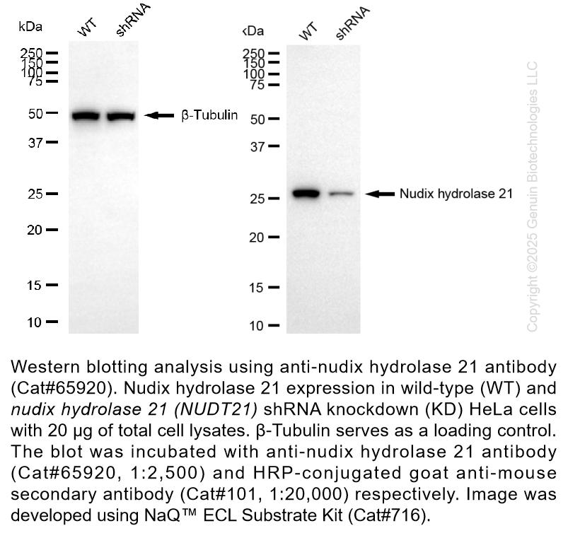 Thumbnail: KD-Validated Anti-NUDT21 Mouse Monoclonal ab #65920
