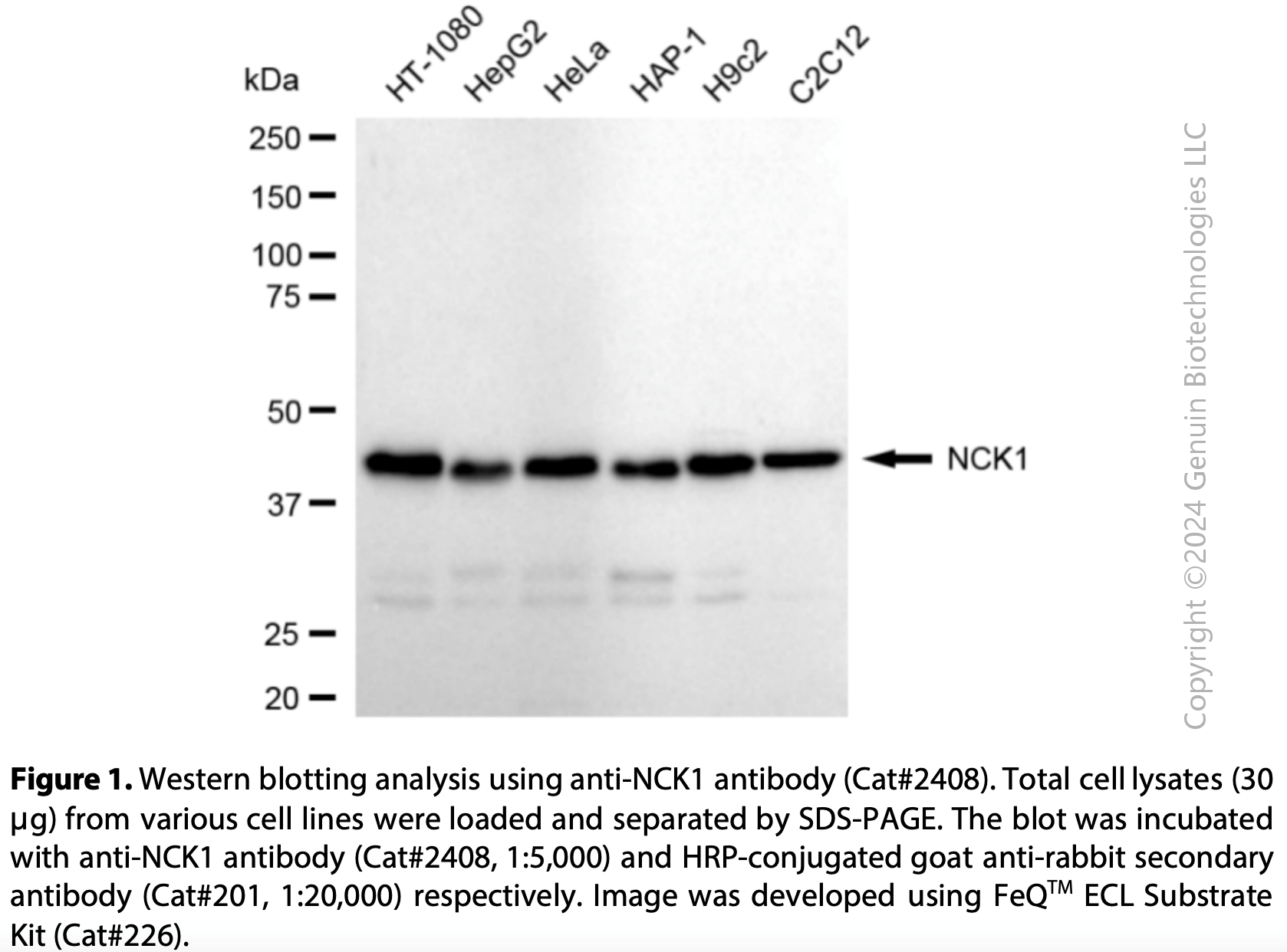 Anti-NCK Adaptor Protein 1 Rabbit mAb #2408