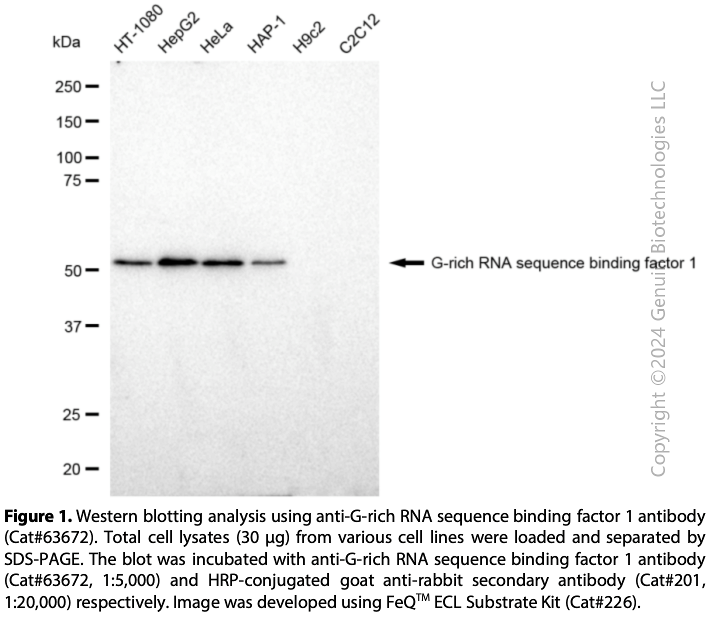 KD-Validated Anti-G-Rich RNA Sequence Binding Factor 1 Rabbit mAb#63672