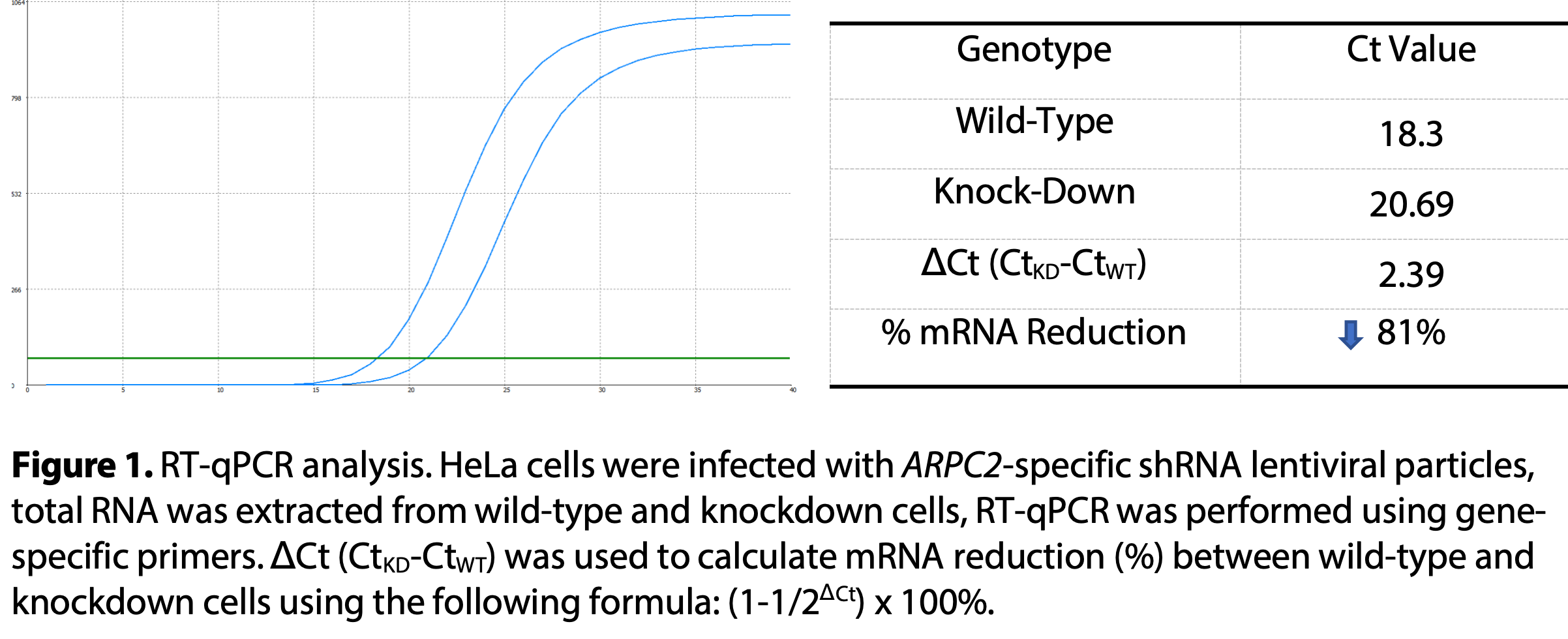 WB-Validated ARPC2 Knockdown Cell Lysate Kit#L61565
