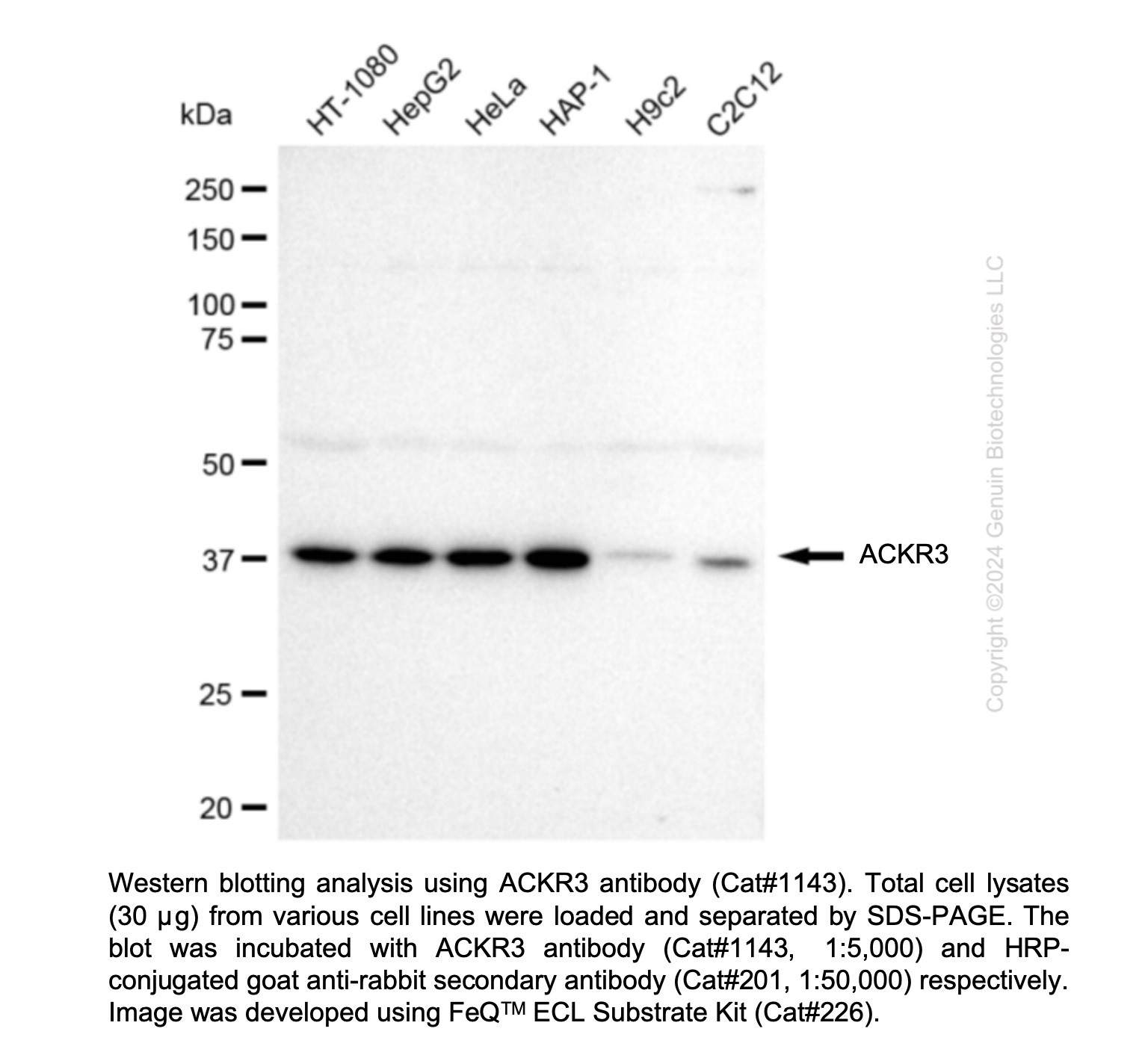Anti-CXCR7 Rabbit mAb #1143
