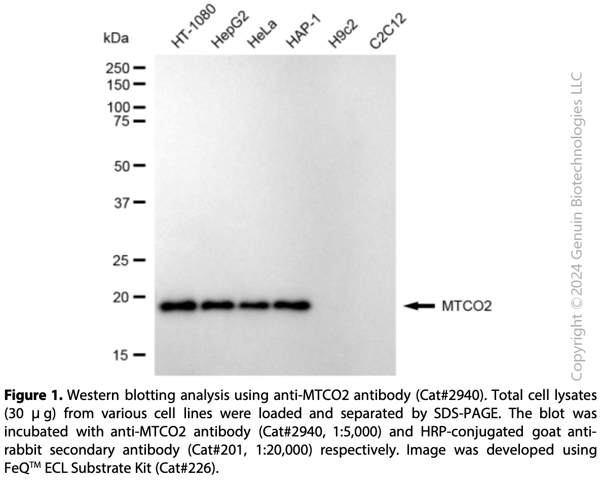 Anti-MT-CO2 Rabbit mAb #2940