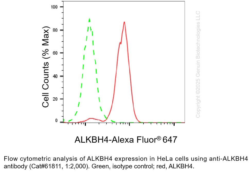 Thumbnail: KD-Validated Anti-ALKBH4 Rabbit Monoclonal Ab #61811