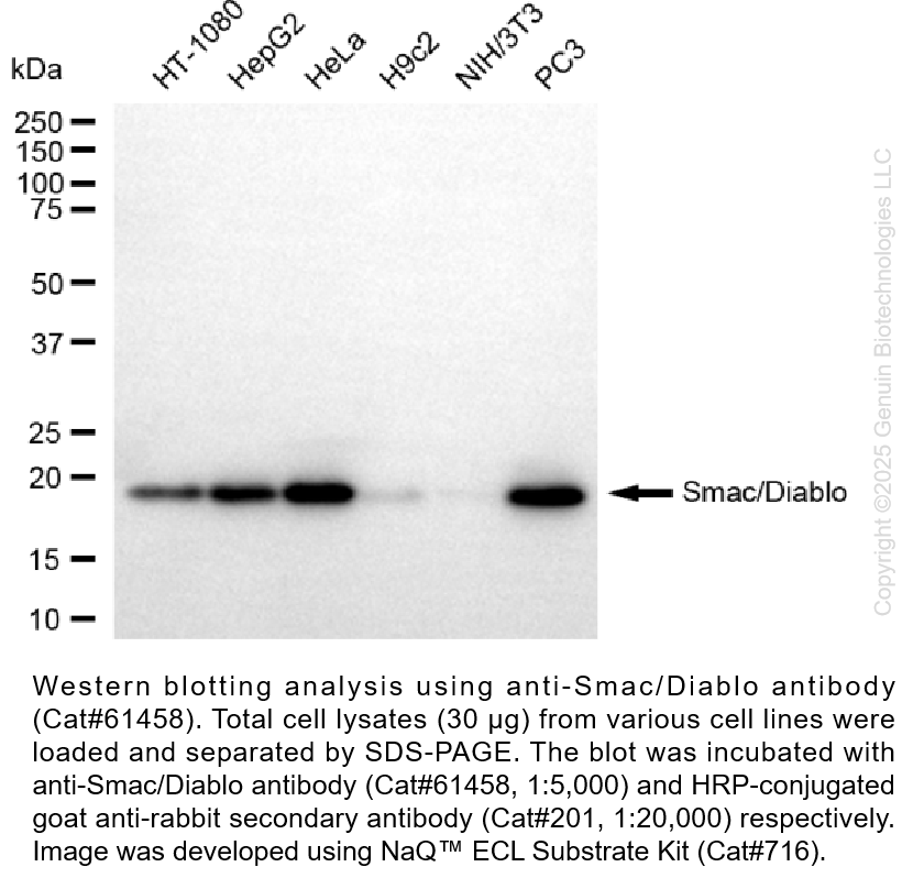 KD-Validated Anti-Smac/Diablo Rabbit Monoclonal Ab #61458