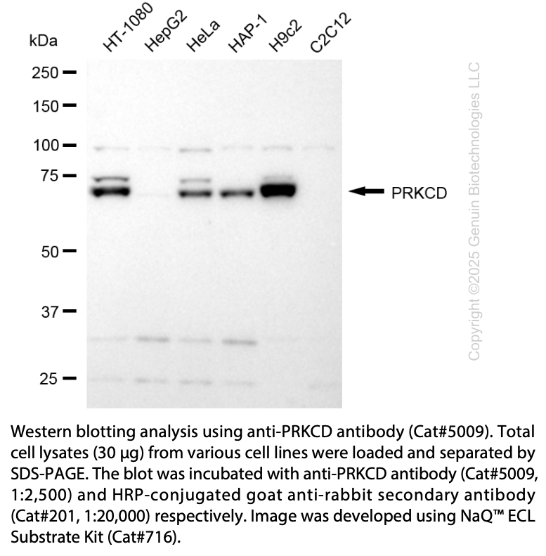 Anti-PRKCD Rabbit Polyclonal Ab #5009